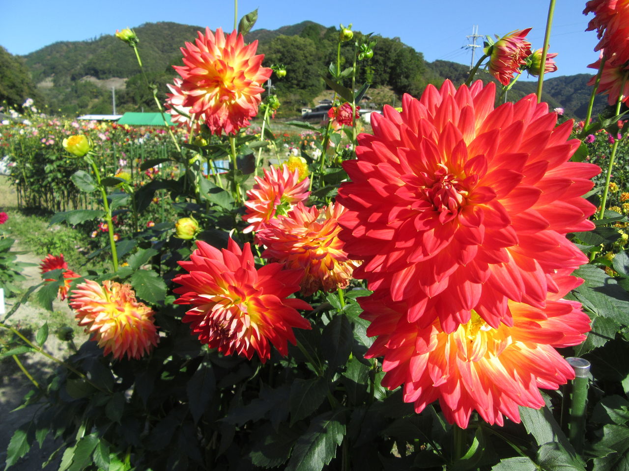 ２０１６ 川西市黒川ダリア園 花盛りに訪問客も多数 由さん のくらしの便り