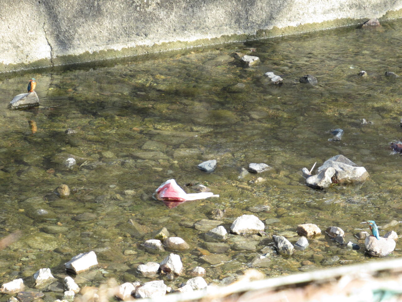 カワセミ3羽最明寺川 縄張り争いか 恋の季節か 初めての光景 由さん のくらしの便り
