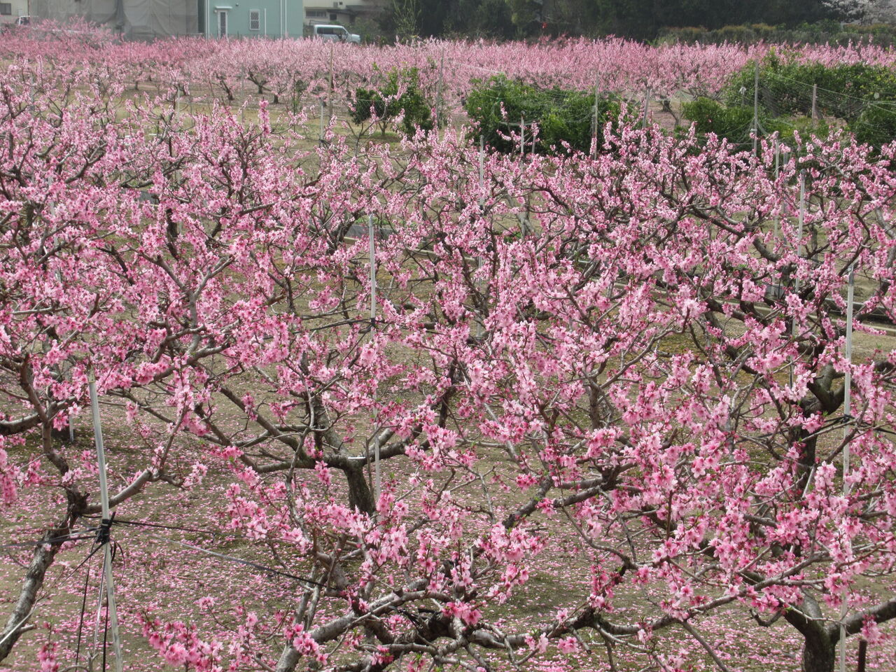 川西市特産桃の摘果 イチジクの摘芽作業はほぼ終了 田植えの準備 由さん のくらしの便り
