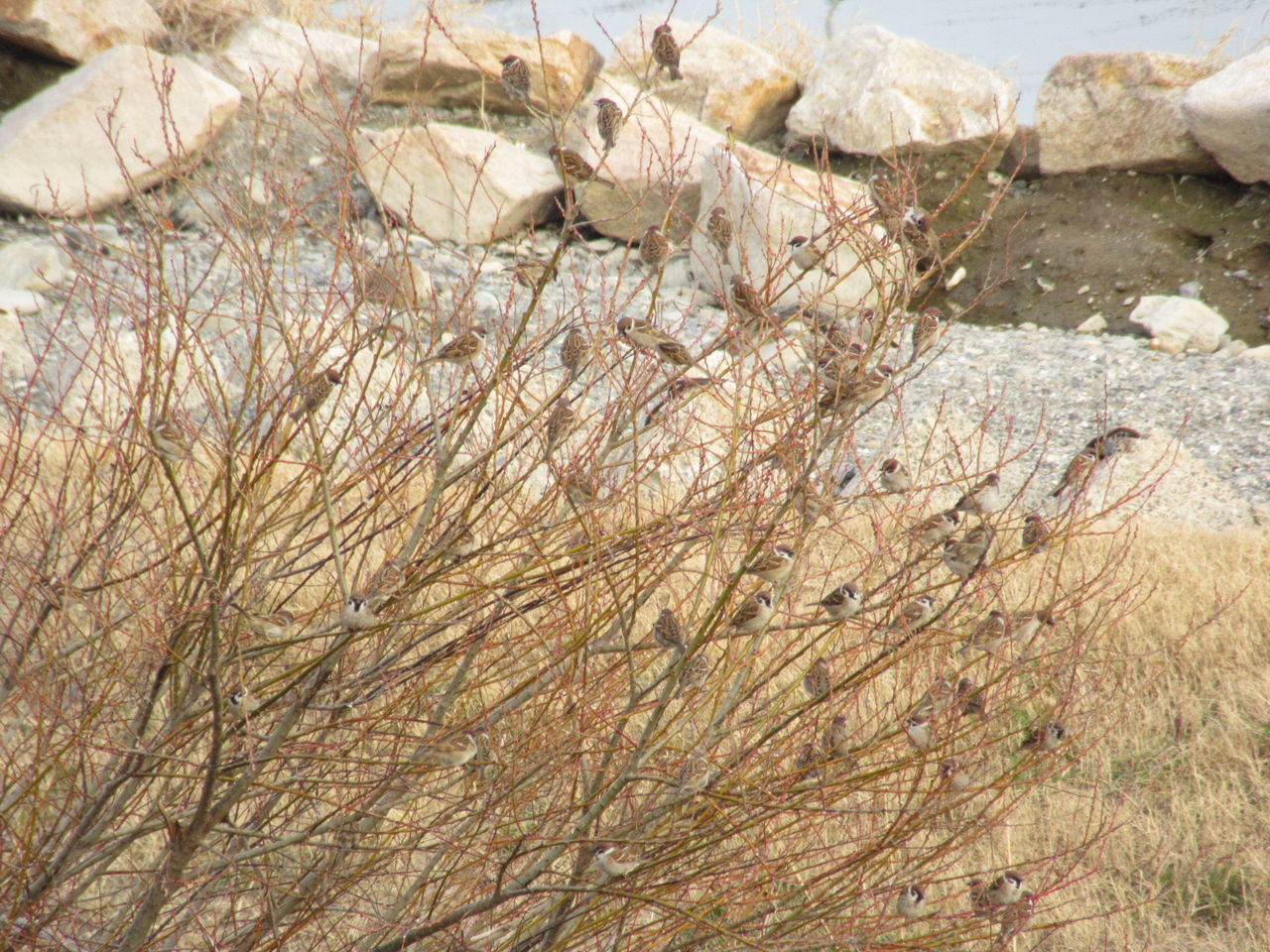 川西市立小学校 統合 問題は白紙に ゼロベースから積み上げると方針転換 由さん のくらしの便り