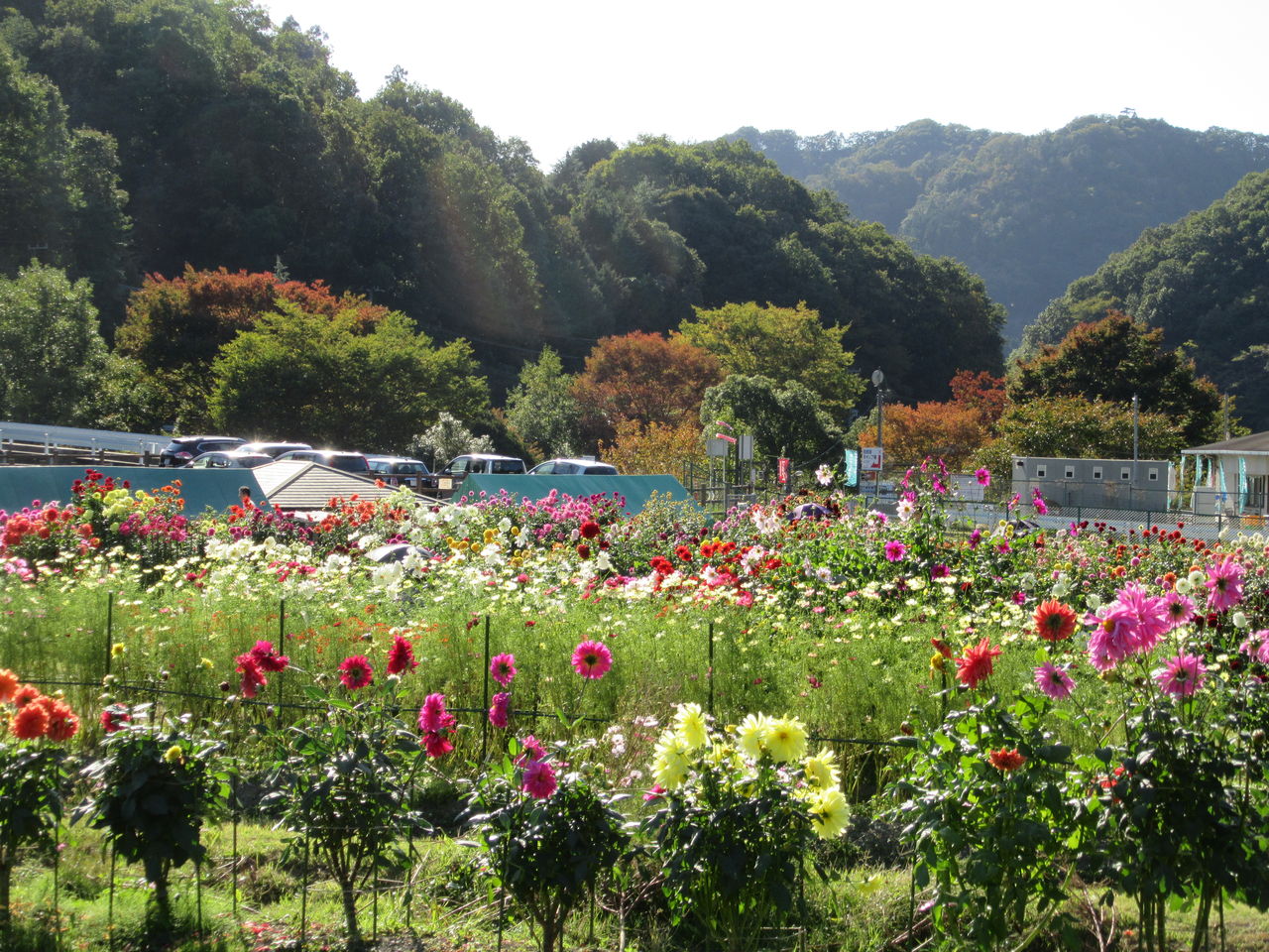 ２０１６ 川西市黒川ダリア園 花盛りに訪問客も多数 由さん のくらしの便り