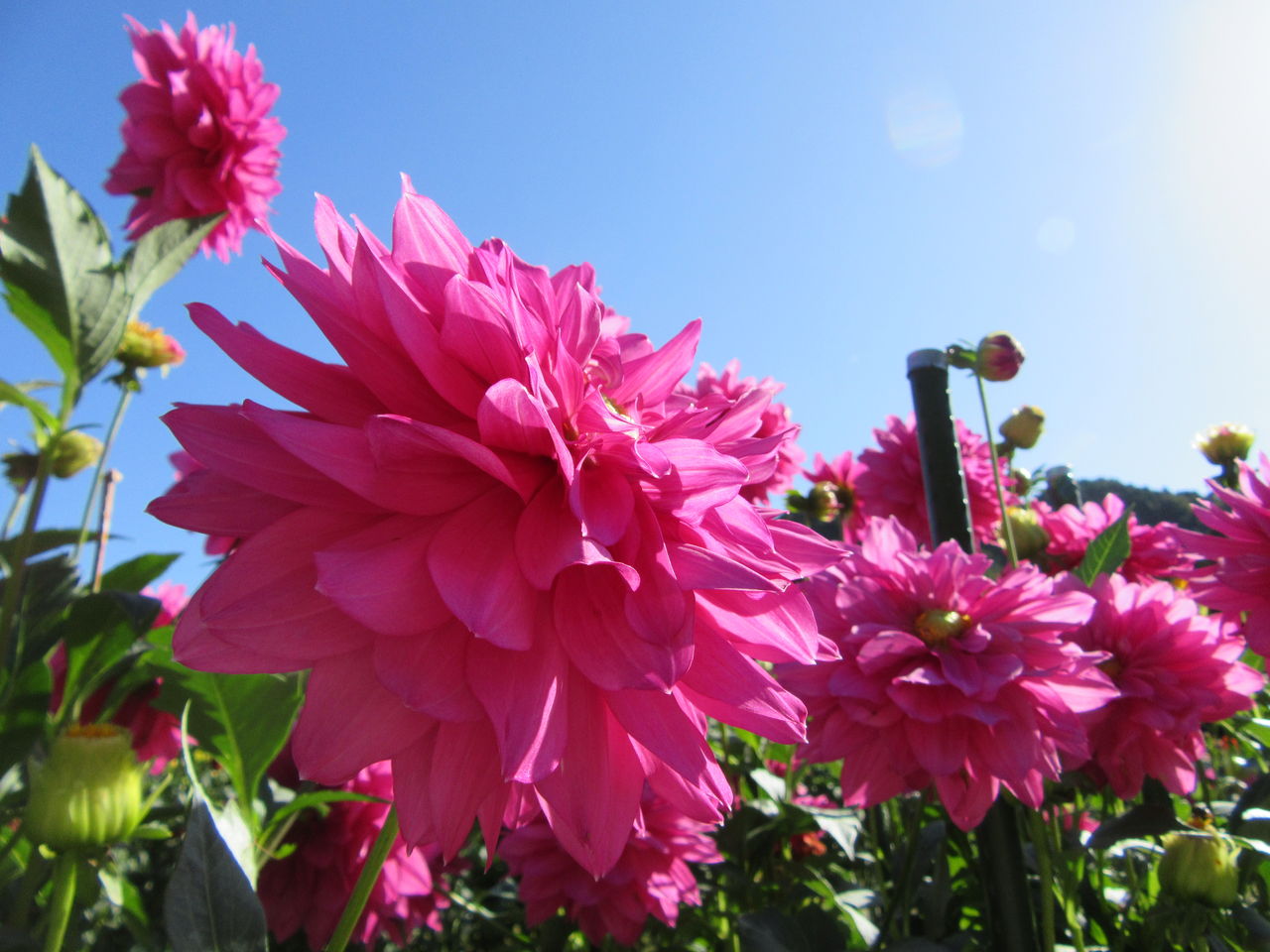 ２０１６ 川西市黒川ダリア園 花盛りに訪問客も多数 由さん のくらしの便り