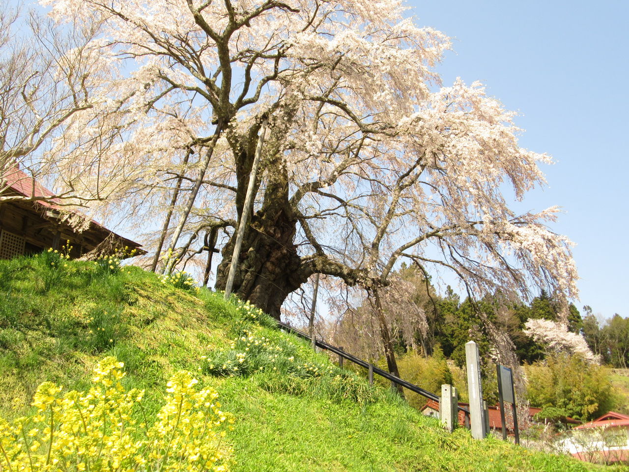 東北の旅の思い出 不動桜 地蔵桜 滝桜など福島の桜に魅了される 由さん のくらしの便り 東北の旅の思い出 不動桜 地蔵桜 滝桜など福島の桜に魅了される 由さん のくらしの便り