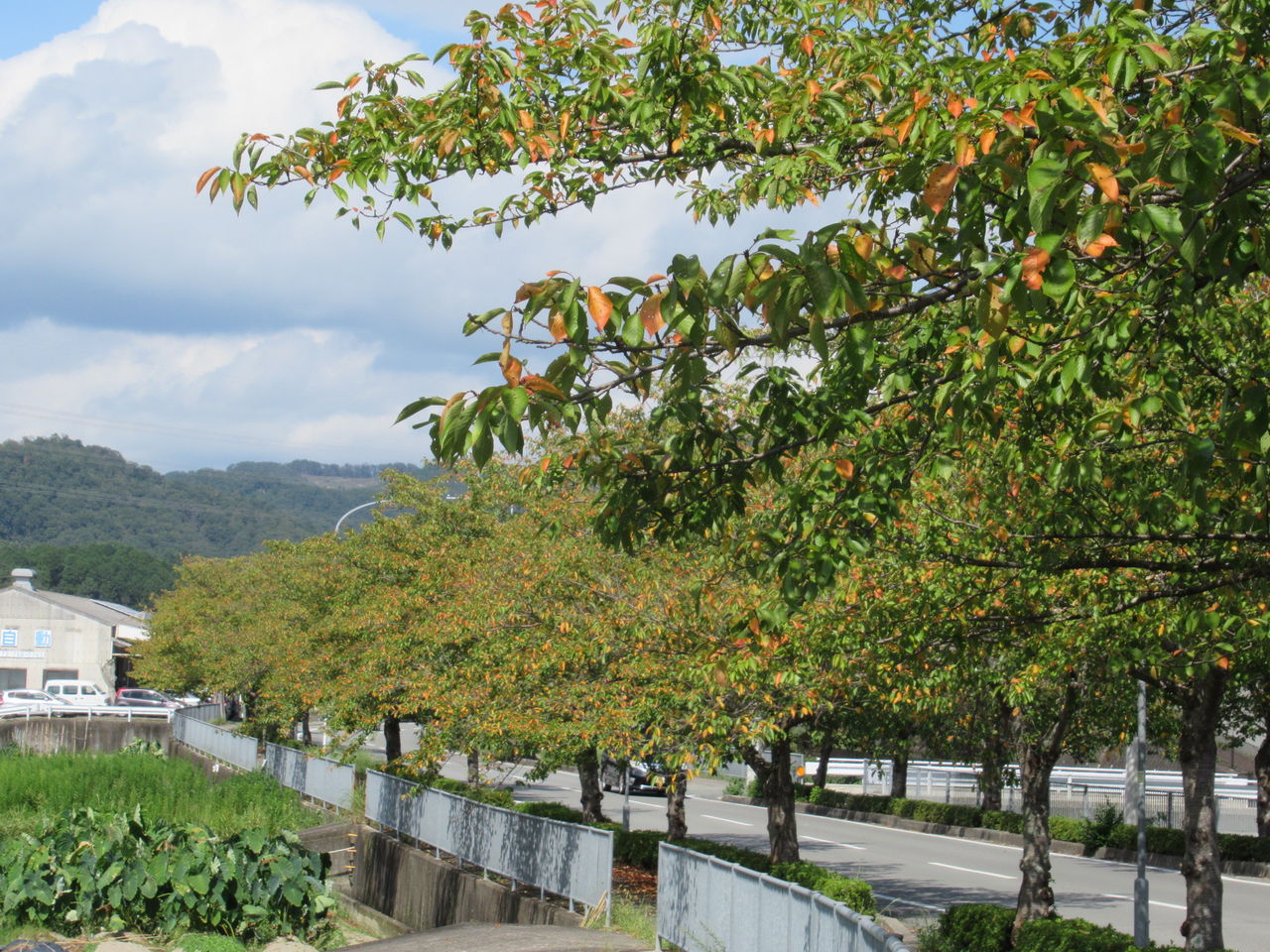 猪名川町議選二日目 そばの花咲く猪名川路 で論戦 由さん のくらしの便り