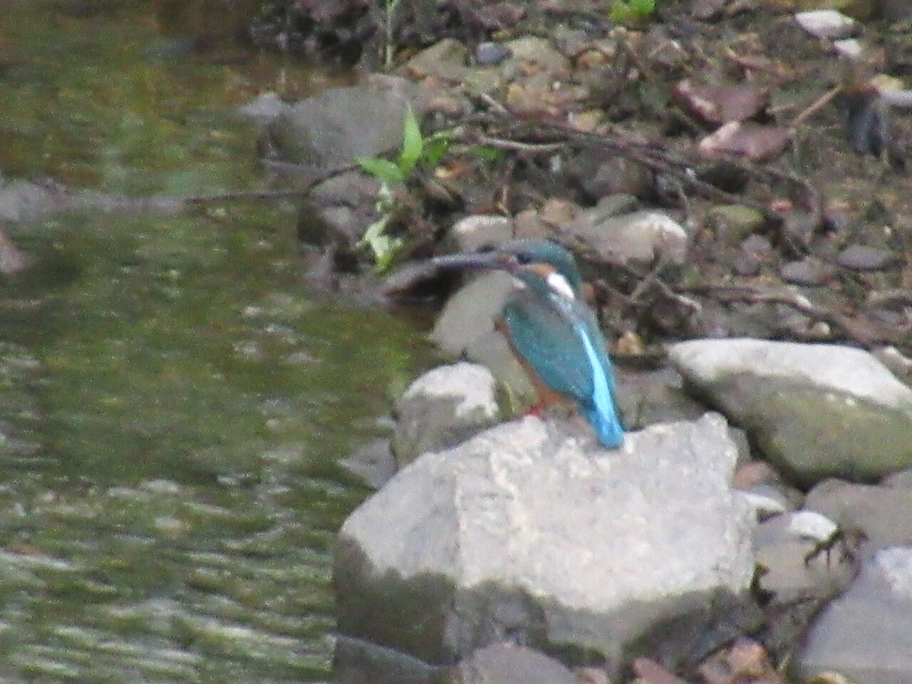稲光カワセミ飛び込む長月や 由 猛烈な台風10号が近づいています 由さん のくらしの便り