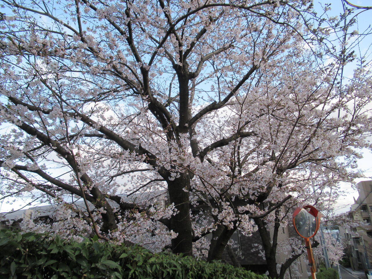 猪名川町桜ロードのソメイヨシノ 開花から二分咲き程度 由さん のくらしの便り