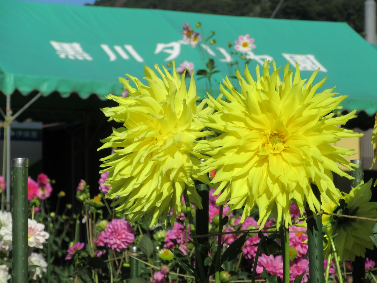 ２０１６ 川西市黒川ダリア園 花盛りに訪問客も多数 由さん のくらしの便り