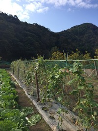 IMG_0516