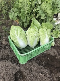 IMG_1589