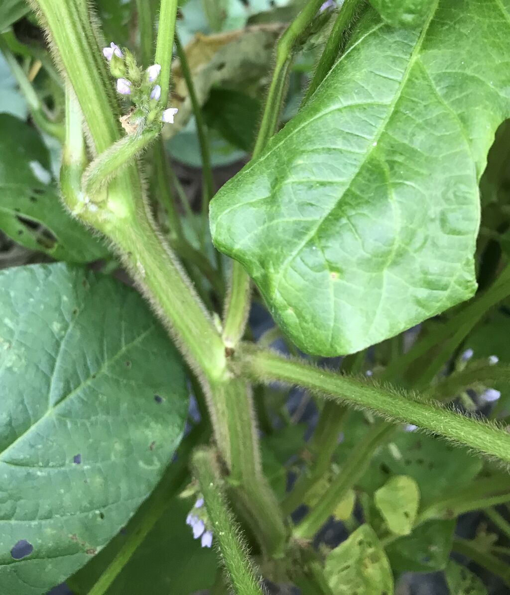 黒大豆の花 気比野菜 定年退職後の畑しごと