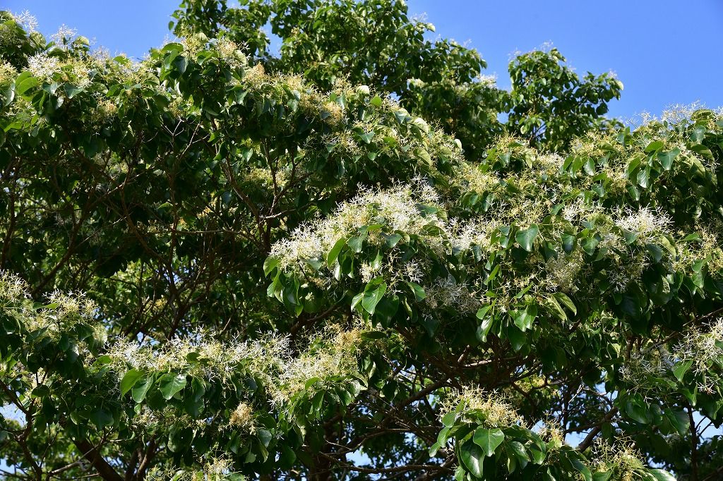 5月1日 日 牧野植物園のなんじゃもんじゃの木 吉田家の一日