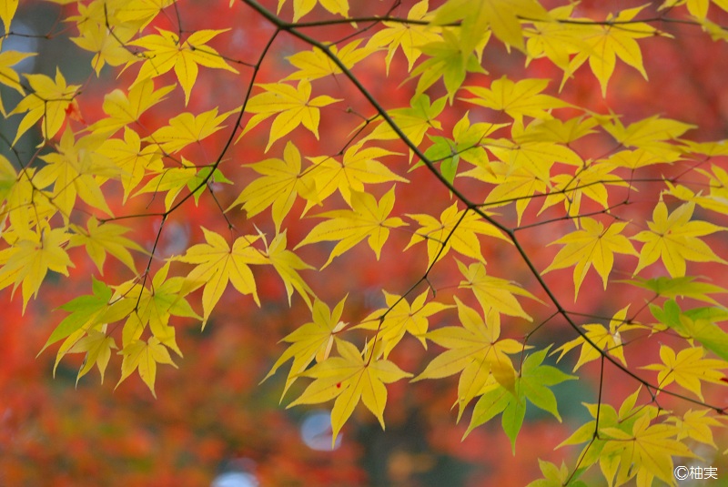 黄色の紅葉 柚実の日記