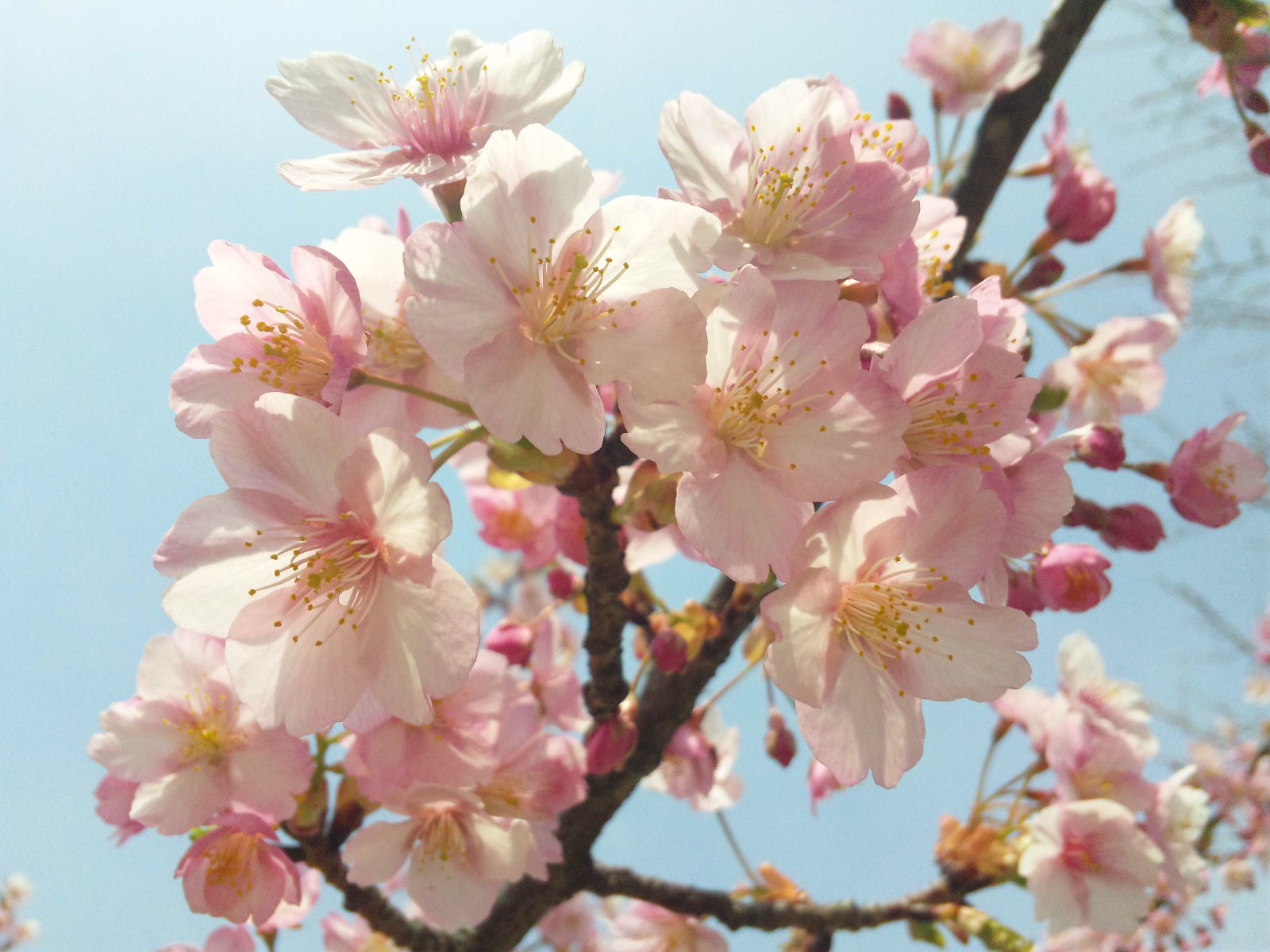 河津桜が綺麗に咲いています Osaka Hana Sakura 柚実の日記