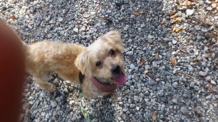 静岡発 犬の里親募集5 犬猫 その他生き物 迷子 里親捜し 園芸 メモ 静岡発 犬の里親募集5 犬猫 その他生き物 迷子 里親捜し 園芸 メモ