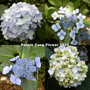 Purple Yang Flower 2022