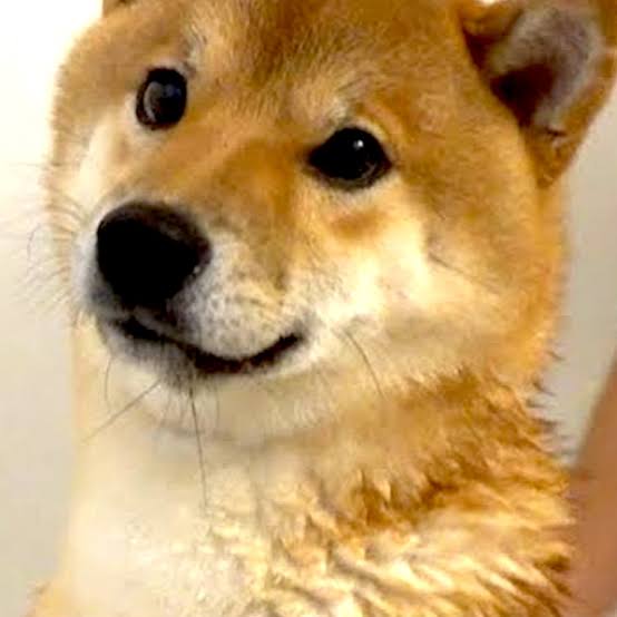 柴犬とかいうクッソかわいいイッヌ 柴犬 B うさうさ速報 ๑ŏ ŏu 柴犬とかいうクッソかわいいイッヌ 柴犬 B うさうさ速報 ๑ŏ ŏu
