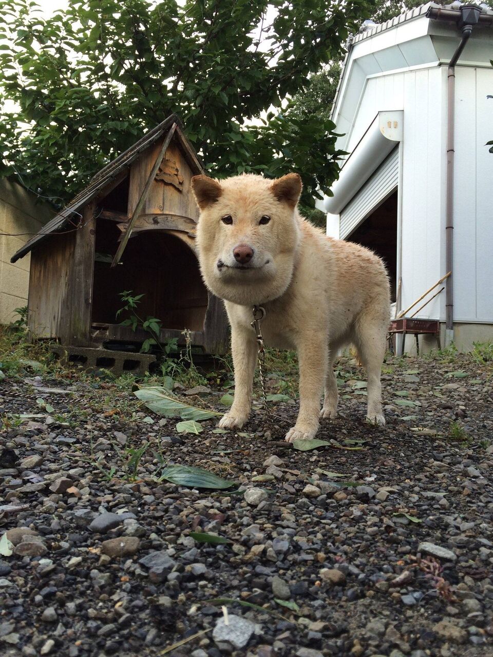 強そうなイッヌ 発見される ゚ W ゚ うさうさ速報 ๑ŏ ŏu 強そうなイッヌ 発見される ゚ W ゚ うさうさ速報 ๑ŏ ŏu