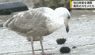 悲報 鳥 ウニを丸呑みにしてしまう ゚ W ゚ うさうさ速報 ๑ŏ ŏu 悲報 鳥 ウニを丸呑みにしてしまう ゚ W ゚ うさうさ速報 ๑ŏ ŏu