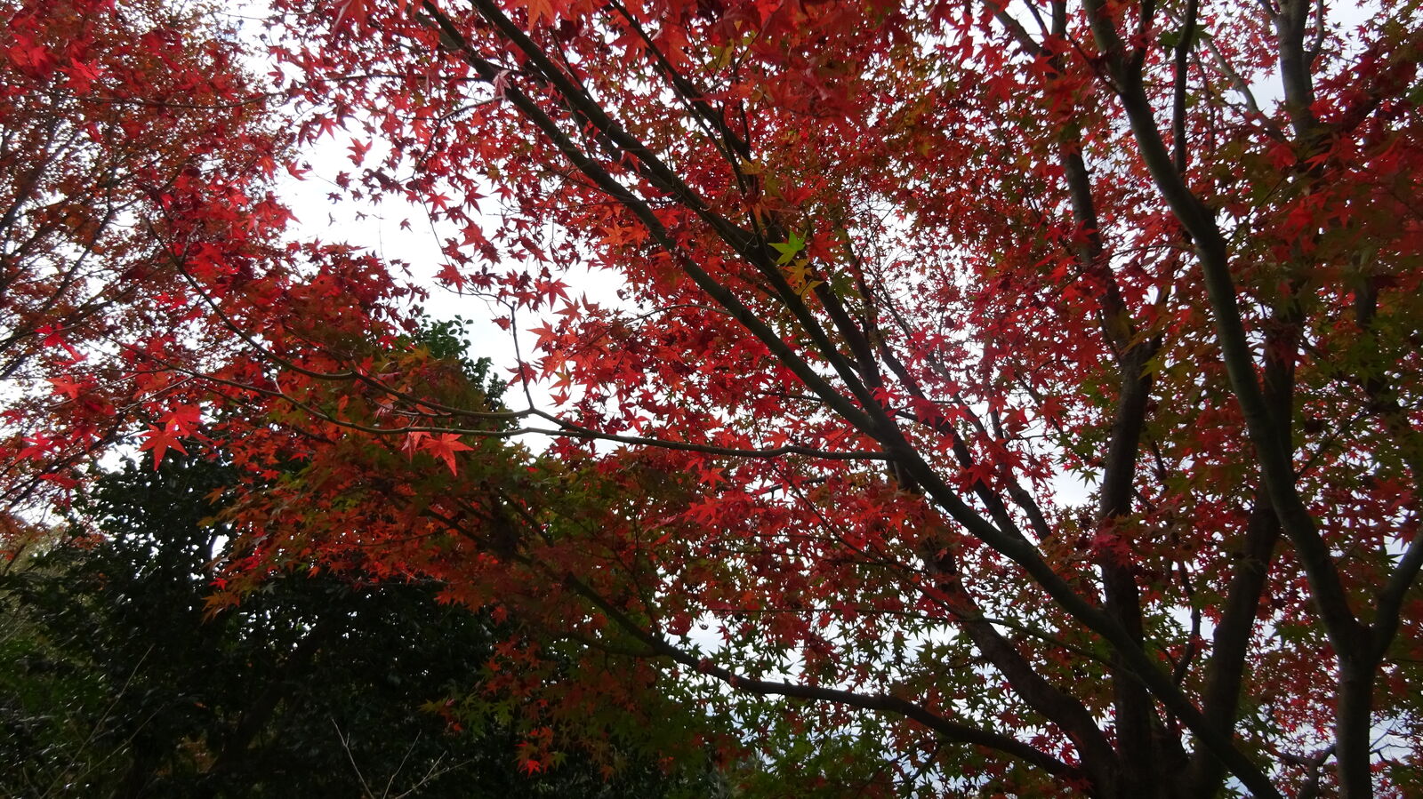 約種類のお漬物とご飯が食べ放題 京都 阿古屋茶屋 やまでらのぶらりグルメ ぶらり日記 約種類のお漬物とご飯が食べ放題 京都 阿古屋茶屋 やまでらのぶらりグルメ ぶらり日記