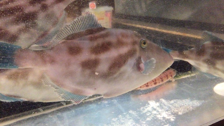 馴染みの店でカワハギの肝でチビチビと ヨッサンの湯巡りうまいモン巡り