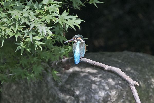 カワセミ