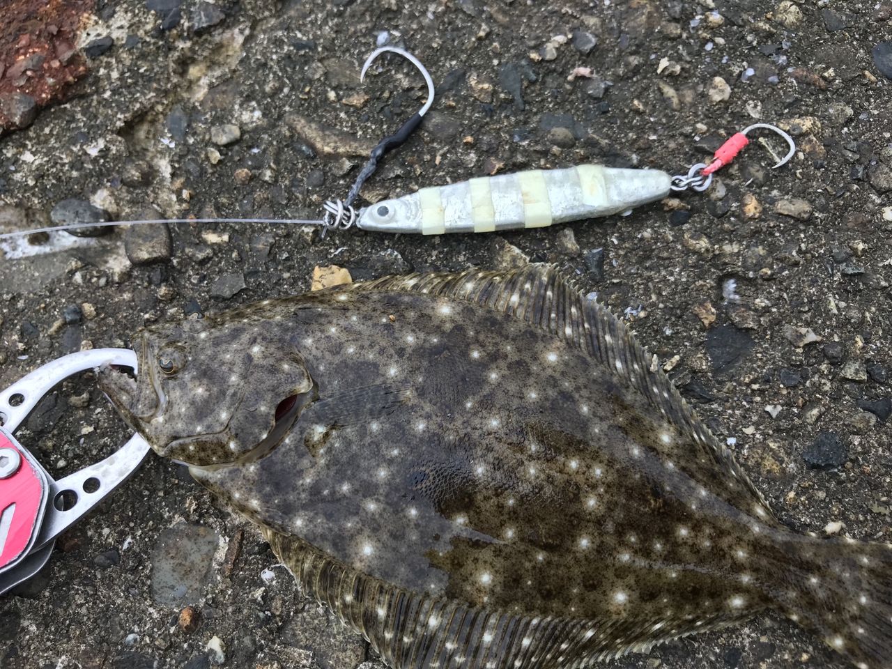 ジグロックでヒラメ マゴチ ヨッサンのど素人ルアー釣り