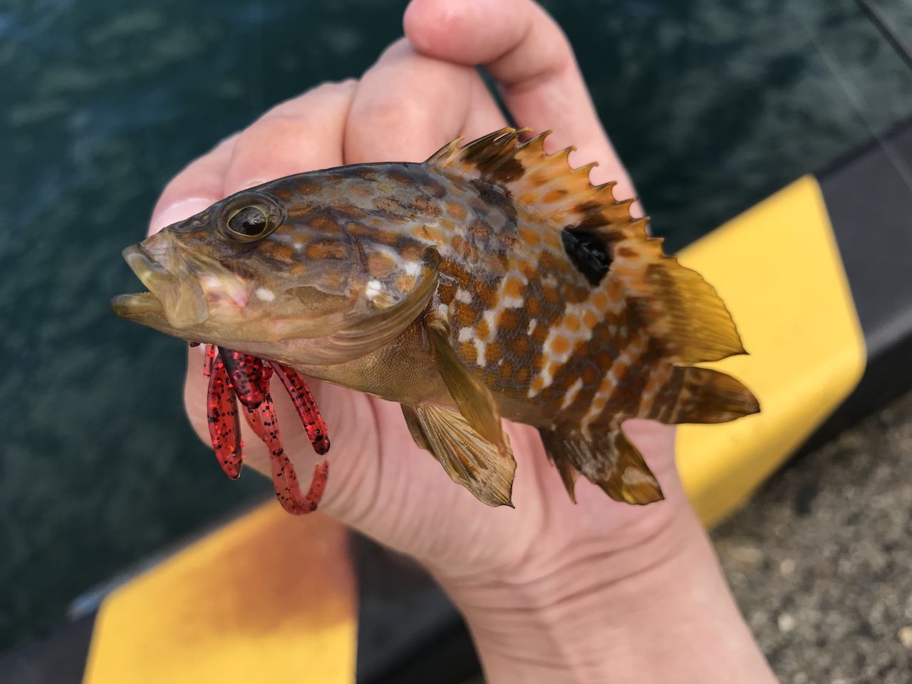 ガンクロゲームをやってみた ヨッサンのど素人ルアー釣り