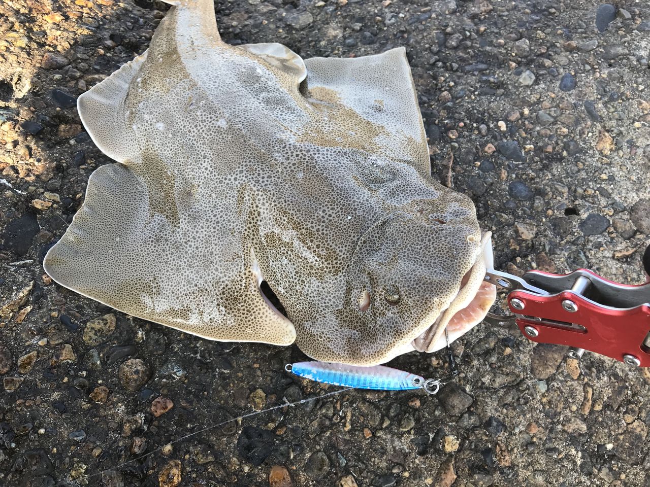 ダイソー ジグロックで今年初のヒラメ ヨッサンのど素人ルアー釣り