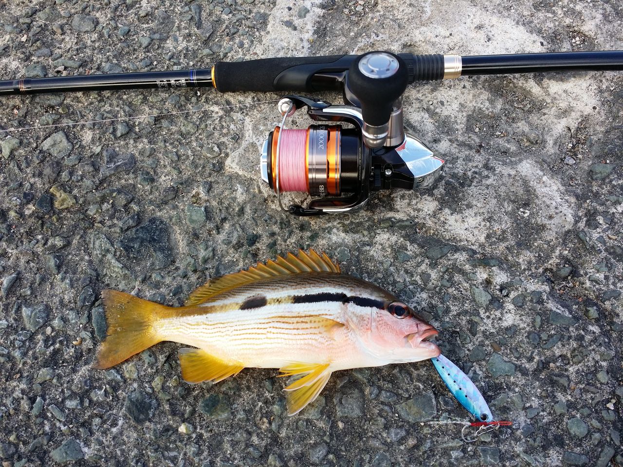 魚の名前知らないんで教えて下さい ヨッサンのど素人ルアー釣り