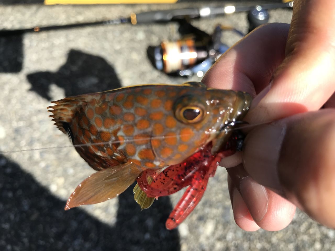 ガンクロゲームをやってみた ヨッサンのど素人ルアー釣り