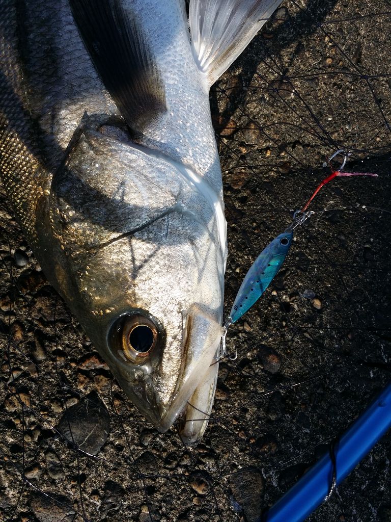 超スーパーライトショアジギングでシーバス君 ヨッサンのど素人ルアー釣り