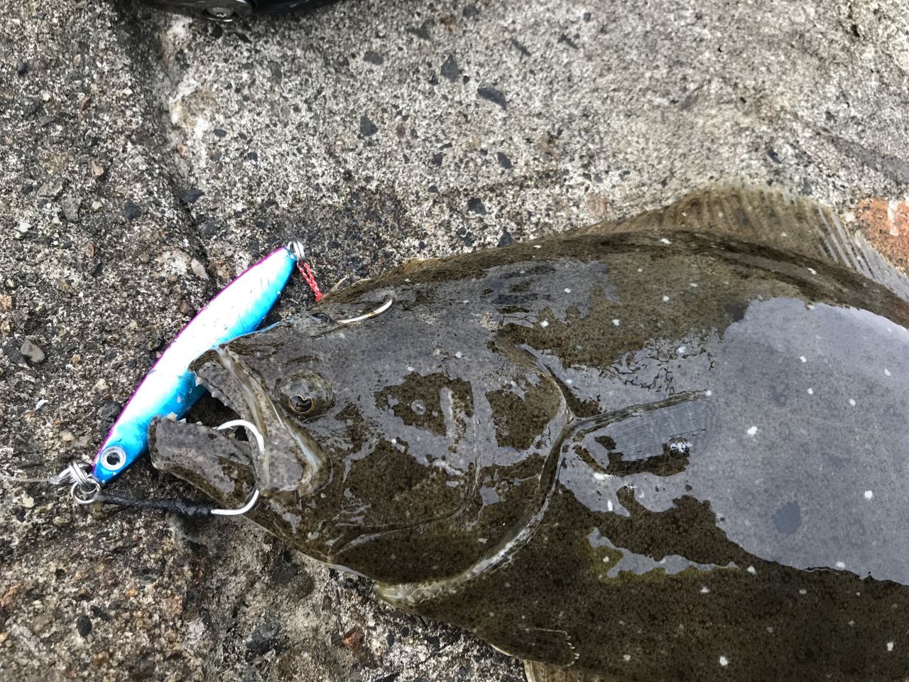 ジグロックで今日はヒラメ ヨッサンのど素人ルアー釣り