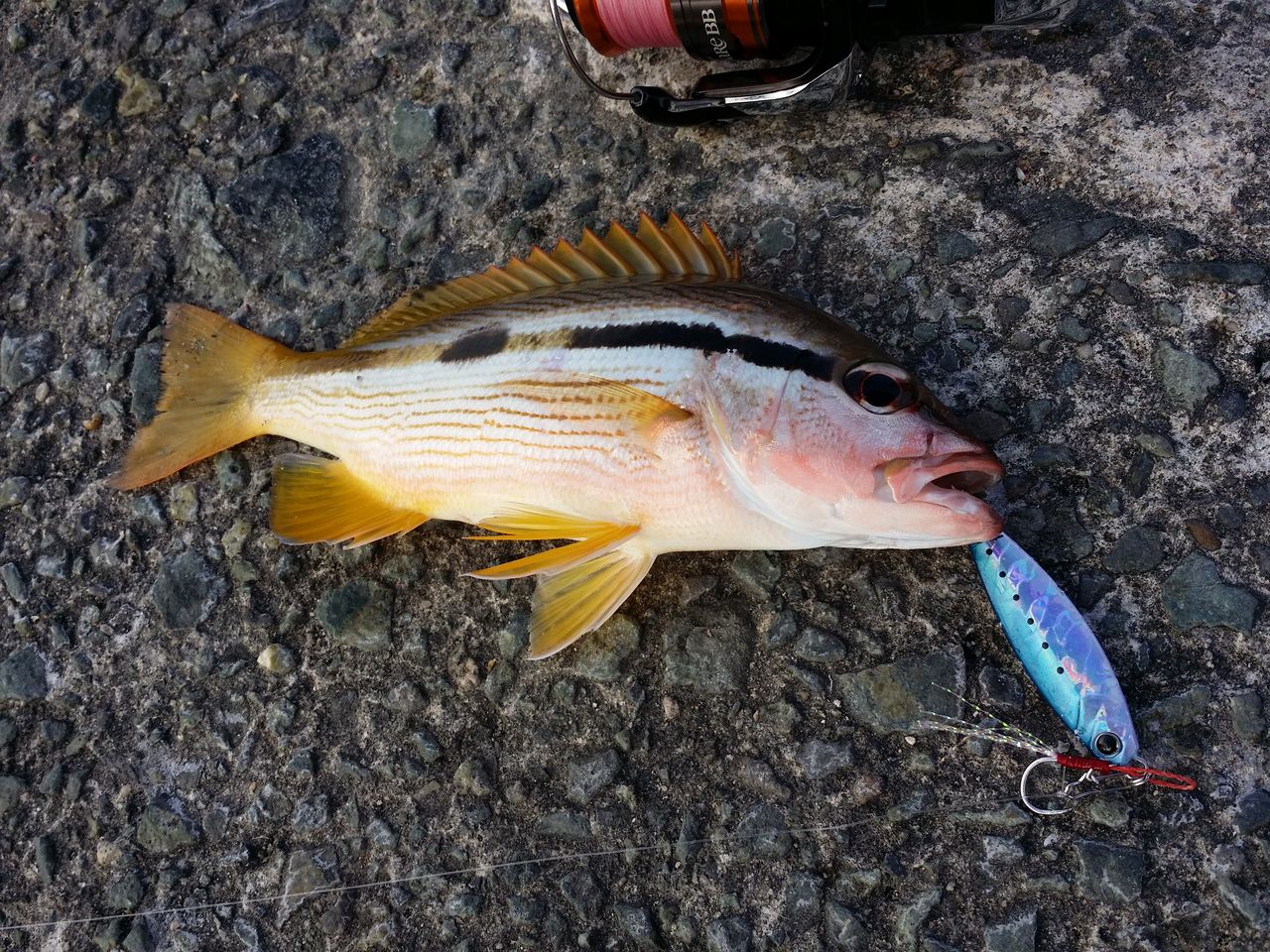 魚の名前知らないんで教えて下さい ヨッサンのど素人ルアー釣り