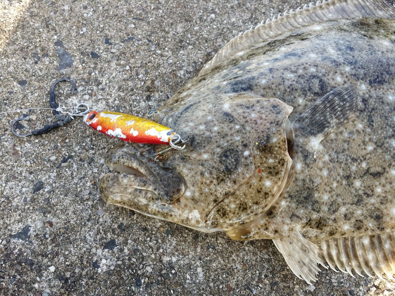 ヨッサンのど素人ルアー釣り ライトショアジギング