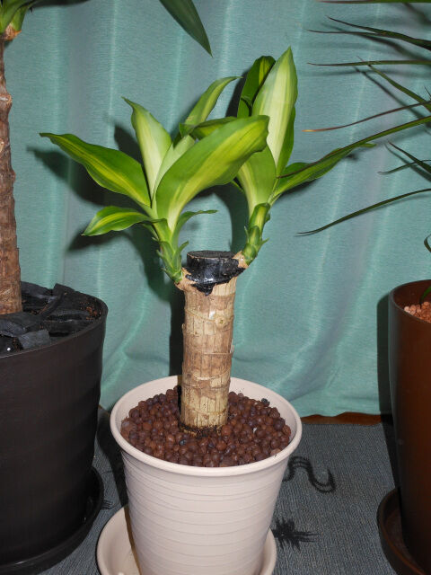 ドラセナの切り戻しと挿し木茎挿し 05 ヨッシーロのブログ 18