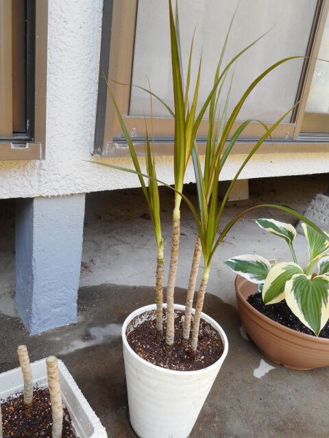 ドラセナの切り戻しと挿し木茎挿し 05 ヨッシーロのブログ 18