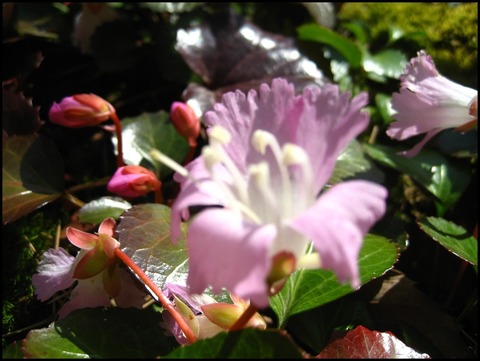 イワウチワIMG_0034