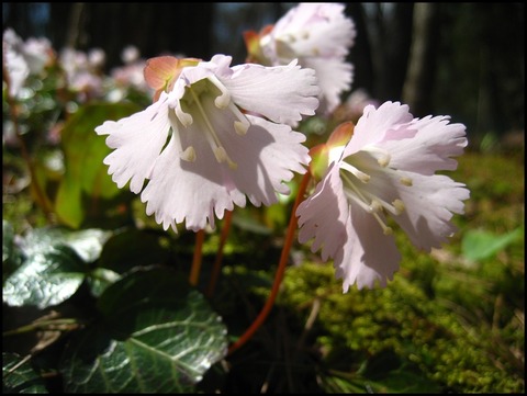 イワウチワIMG_0051