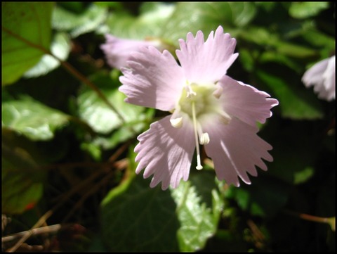 イワウチワIMG_0053