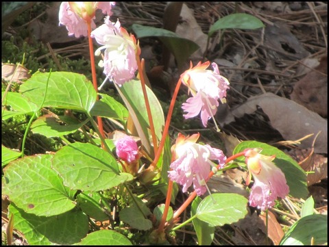 イワウチワIMG_8088