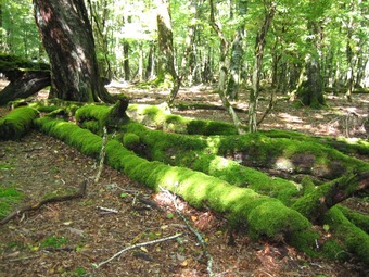 201010%2F10%2F59%2Fd0161959_20543988[1]