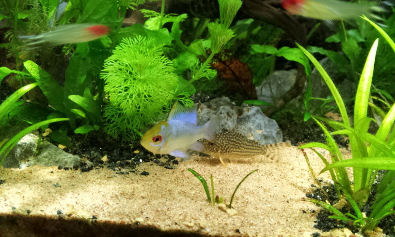熱帯魚 悲劇 サーモヒーター暴走 ひきこもりの小言