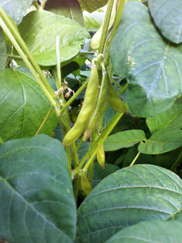 かくやるおにわ 野菜 かくやるおにわ 野菜
