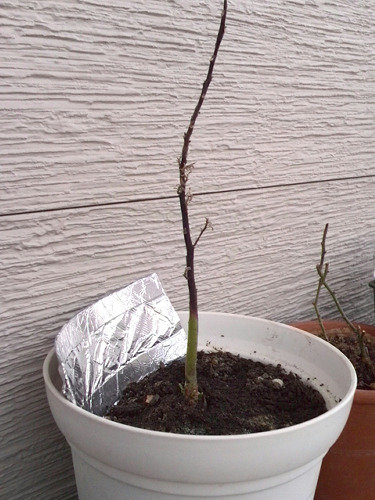 かくやるおにわ 花 かくやるおにわ 花
