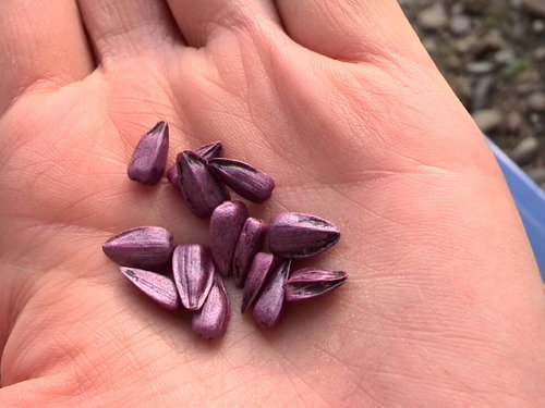 地面に種まき かくやるおにわ 地面に種まき かくやるおにわ