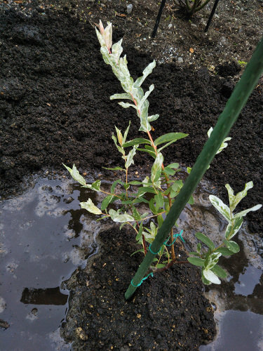 種芋とハクロニシキ植え付け かくやるおにわ 種芋とハクロニシキ植え付け かくやるおにわ