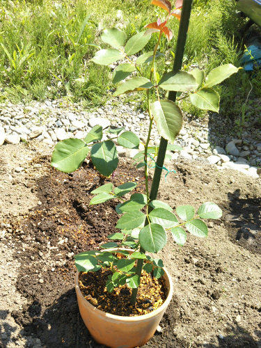 初夏の新苗 かくやるおにわ 初夏の新苗 かくやるおにわ
