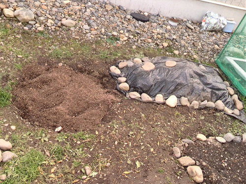 バラ 地植えにされる かくやるおにわ