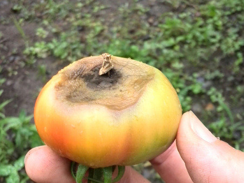 古土再利用 かくやるおにわ