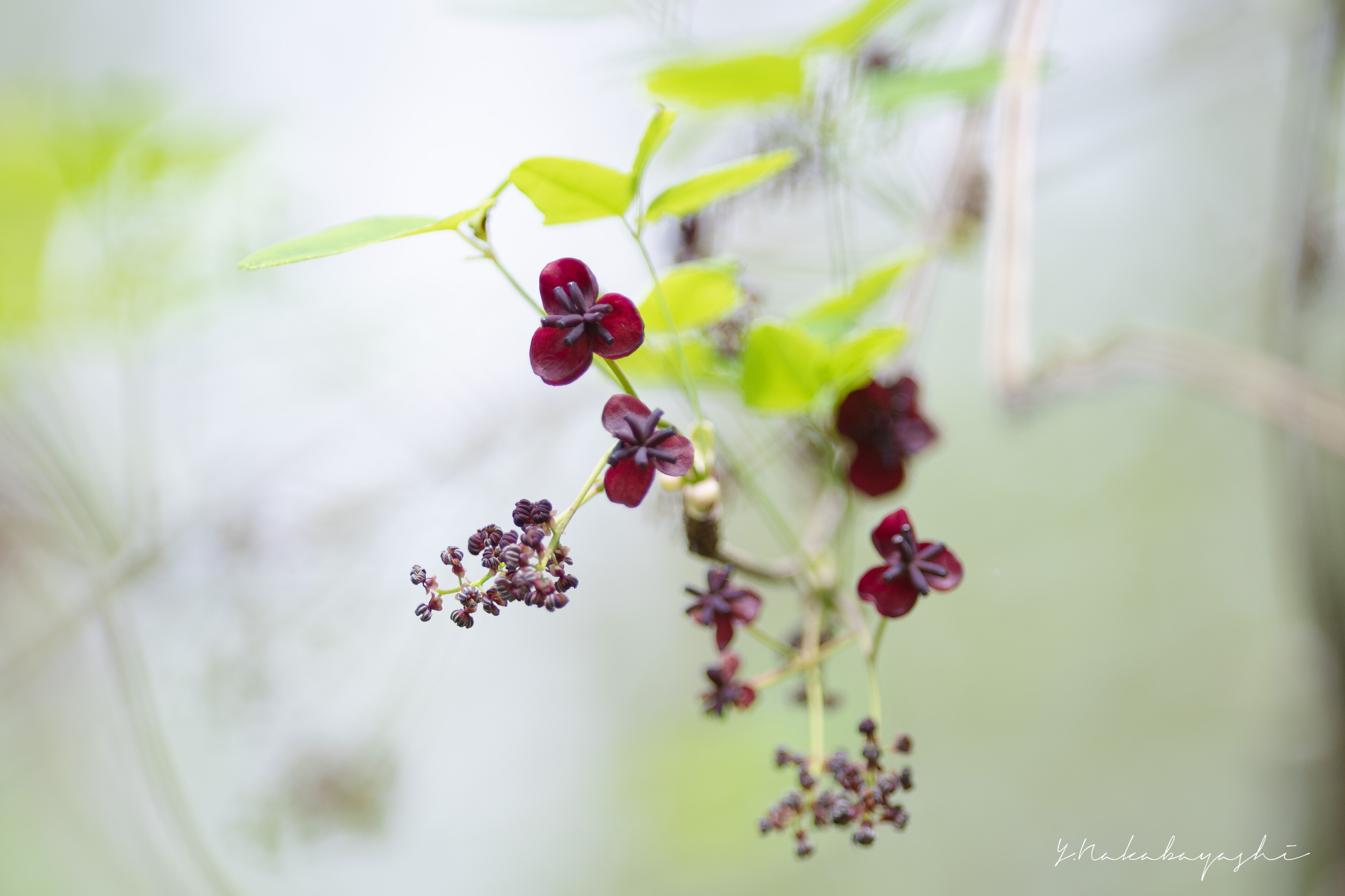 春蘭が咲く里山 : 地球の片隅で